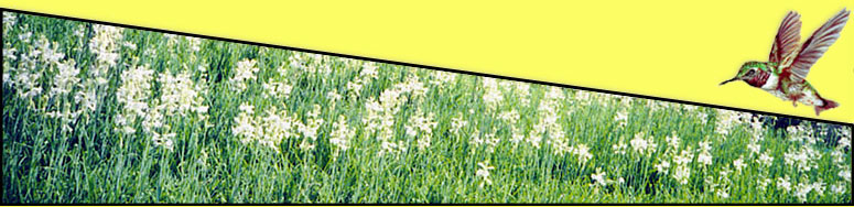 Dyer Family Tuberoses: A blessing from the Lord. You can become a tuberose gardener too. We'll show you how.