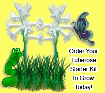Order your tuberose starter kit today!