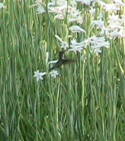 >>> Tennessee Tuberoses <<< A blessing from the Lord. <<<