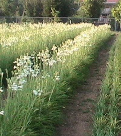 >>> Tennessee Tuberoses <<< A blessing from the Lord. <<<