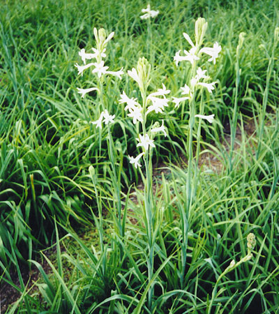 >>> Tennessee Tuberoses <<< A blessing from the Lord. <<<