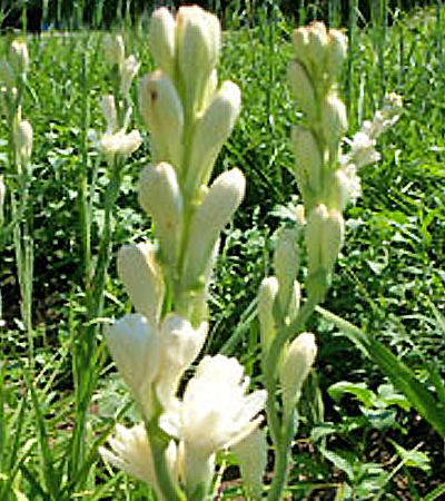 >>> Tennessee Tuberoses <<< A blessing from the Lord. <<<