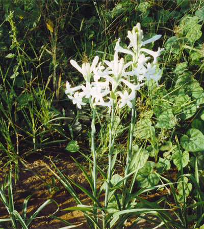 >>> Tennessee Tuberoses <<< A blessing from the Lord. <<<