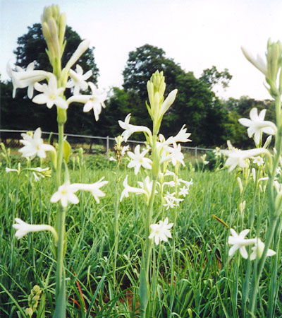 >>> Tennessee Tuberoses <<< A blessing from the Lord. <<<