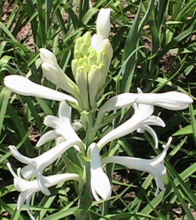 >>> Tennessee Tuberoses <<< A blessing from the Lord. <<<