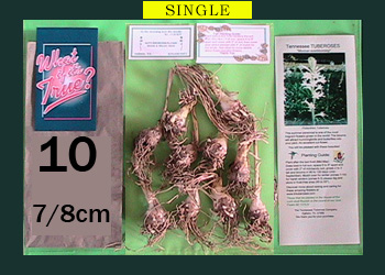 order 10 pc tuberose bulbs