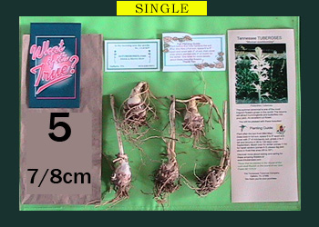 order 5 pc tuberose bulbs