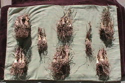 over-wintering tuberose bulbs