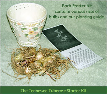 Start your own tuberose garden with our starter kit. Order yours today.