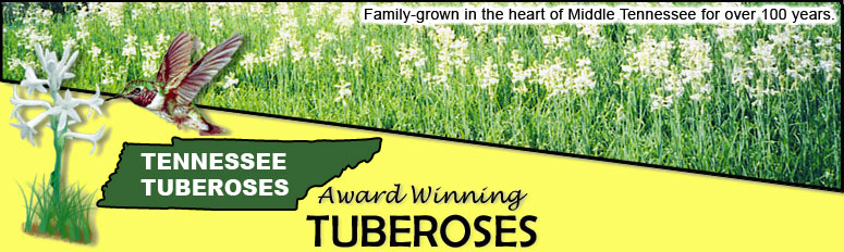 tuberose header image