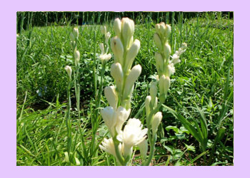 large tuberose Polianthes