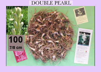 100 pk Double TubeRose Bulbs