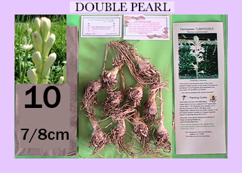 10 pk Double TubeRose Bulbs