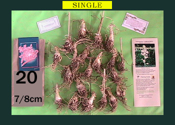 20 pk Single Mexican TubeRose Starter Kit