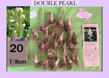 20 pk Double TubeRose Bulbs