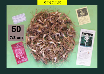 50 pk Single Mexican TubeRose Starter Kit