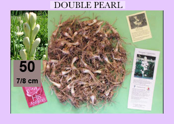 50 pk Double TubeRose Bulbs