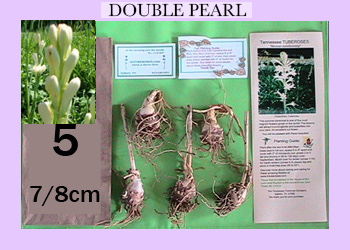 5 pk Double TubeRose Starter Kit