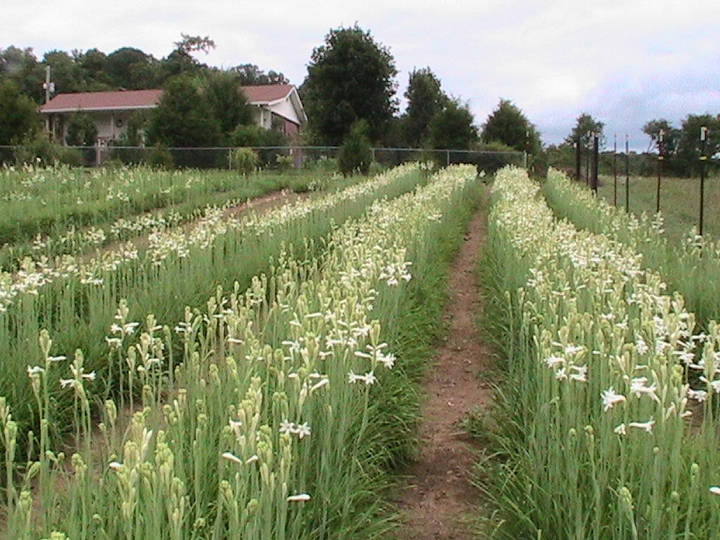 Tennessee Tuberoses Tuberose Bulbs For Sale A Blessing from the Lord