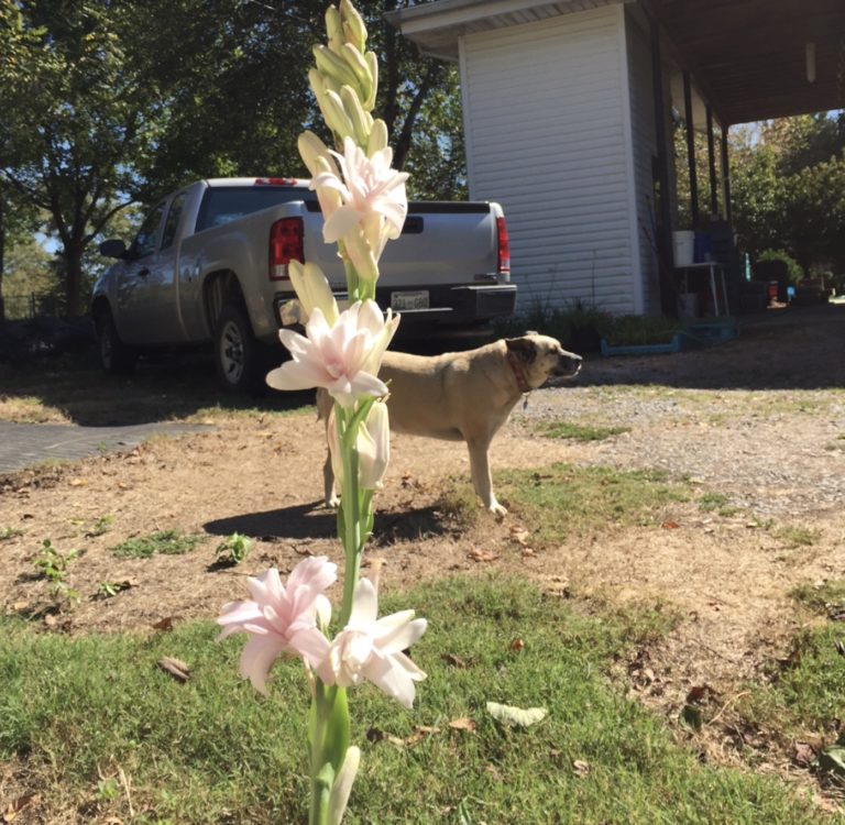 Tennessee Tuberoses Tuberose Bulbs For Sale A Blessing from the Lord