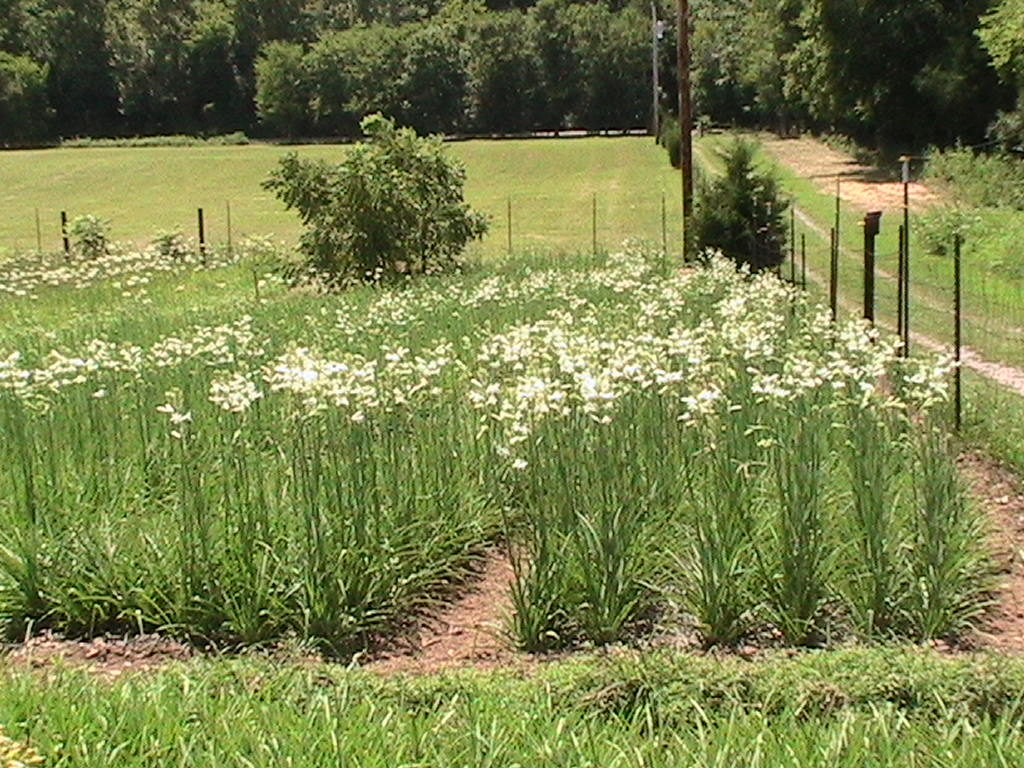 field of tuberoses