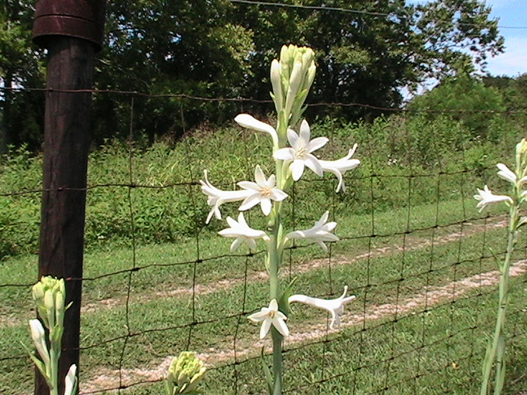 tuberose flower stem