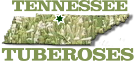 Tennessee Tuberoses logo