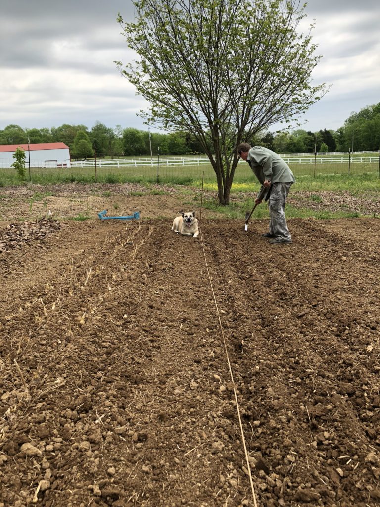 man digging rows